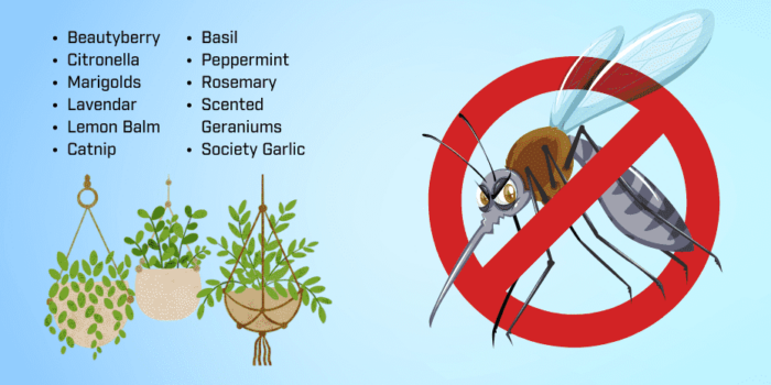 Plants That Repel Mosquitoes In Florida