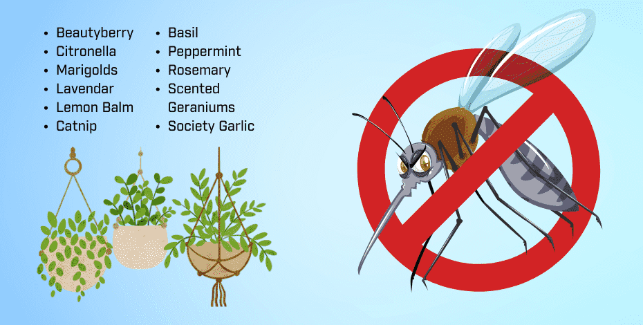 Plants that Repel Mosquitoes in Florida