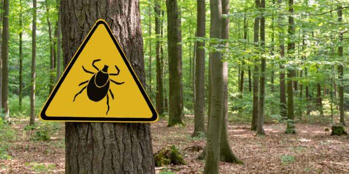 Do Ticks Live In Trees?