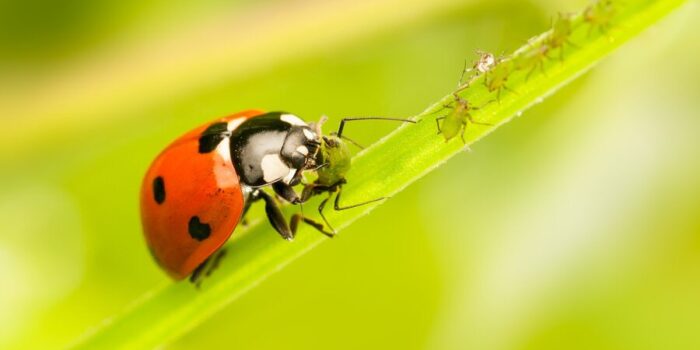 Do Ladybugs Eat Ticks?