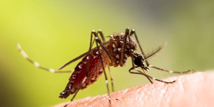 Do Mosquitoes Die After Biting You?